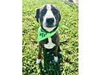 Adopt Romeo Montague a Labrador Retriever, Pit Bull Terrier