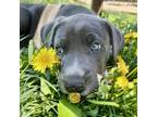 Adopt Pilot a Pit Bull Terrier, Great Dane