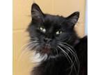 Adopt Oreoz a Domestic Long Hair, Domestic Short Hair