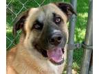 Adopt Rover a Anatolian Shepherd