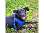 Adopt Baker a Labrador Retriever, Shepherd