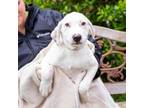 Adopt Zeke a Australian Cattle Dog / Blue Heeler, Labrador Retriever