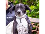 Adopt Zedd a Australian Cattle Dog / Blue Heeler, Labrador Retriever