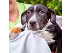 Adopt Onyx a Hound, Labrador Retriever