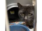 Adopt Machete- 040202S a Domestic Short Hair