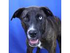 Adopt Remington- 040503S a Mountain Cur