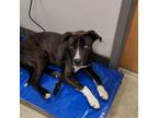 Adopt Hendrix- 040502S a Mountain Cur