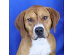 Adopt Maxwell- 040505S a Hound, Labrador Retriever