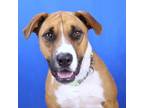 Adopt Cruz- 040501S a Mountain Cur