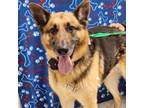 Adopt THOR Available NOW - ADOPTION or RESCUE! a German Shepherd Dog