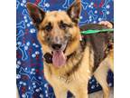 Adopt THOR ADOPTED! a German Shepherd Dog, Mixed Breed