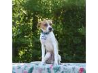 Adopt Lurch a Beagle