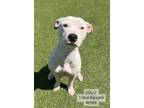 Adopt Lolly a Pit Bull Terrier