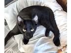 Adopt Crookshanks a Domestic Short Hair