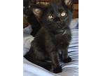 Adopt Crookshanks a Domestic Short Hair