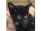 Adopt Hocus Pocus a Domestic Short Hair