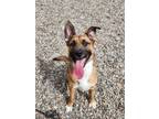 Adopt Wren a Mixed Breed