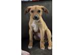 Adopt Maxx-*adoption pending* a Labrador Retriever, Terrier