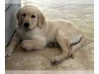 Golden Retriever PUPPY FOR SALE ADN-775203 - Golden Retrievers Male