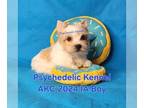 Yorkshire Terrier PUPPY FOR SALE ADN-775241 - AKC 2024 IA Boy