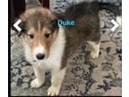Collie PUPPY FOR SALE ADN-775272 - Duke