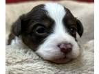 Miniature American Shepherd-Poodle (Toy) Mix PUPPY FOR SALE ADN-775277 - Toy