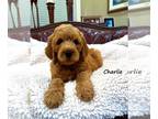 Goldendoodle PUPPY FOR SALE ADN-775279 - Adorable Male Standard F1B Goldendoodle