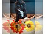 Aussiedoodle PUPPY FOR SALE ADN-775280 - Aussiedoodle girl