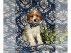 Cavapoo PUPPY FOR SALE ADN-775282 - Adorable Toy F1bb Puppy