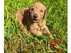 Goldendoodle PUPPY FOR SALE ADN-775286 - Adorable Goldendoodle Puppies