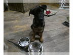 German Shepherd Dog PUPPY FOR SALE ADN-775288 - 4 Hand reared German Shepherd