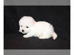 Bichon Frise PUPPY FOR SALE ADN-775298 - Bichon Puppies