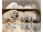 Labrador Retriever PUPPY FOR SALE ADN-775299 - AKC Cream Male