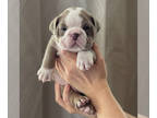 Bulldog PUPPY FOR SALE ADN-775300 - Lilac Tri English Bulldog puppy