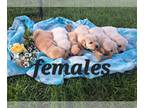 Golden Retriever PUPPY FOR SALE ADN-775305 - Champion Bloodline Puppies