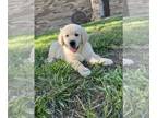 Golden Retriever PUPPY FOR SALE ADN-775305 - Champion Bloodline Puppies