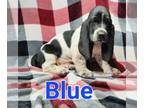 Basset Hound PUPPY FOR SALE ADN-775306 - Winegars basset hounds