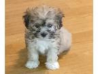 ShihPoo PUPPY FOR SALE ADN-775307 - Shih Poo