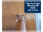 Poodle (Toy) PUPPY FOR SALE ADN-775309 - Gorgeous Zander