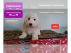 Havanese PUPPY FOR SALE ADN-775311 - SALE Laya Interest Free payments