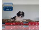 Havanese PUPPY FOR SALE ADN-775314 - SALE Mike Interest Free payments