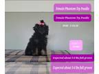 Poodle (Toy) PUPPY FOR SALE ADN-775325 - Esmeralda Interest Free payments