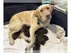 Labrador Retriever PUPPY FOR SALE ADN-775326 - Pipers Puppies