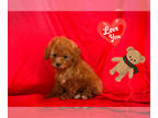 Maltipoo PUPPY FOR SALE ADN-775328 - ABSOLUTELY ADORABLE MALTIPOO PUPS