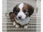 Dorgi-Pembroke Welsh Corgi Mix PUPPY FOR SALE ADN-775334 - corgi mix