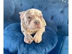 French Bulldog PUPPY FOR SALE ADN-775335 - LILAC MERLE FLUFFY CARRIER