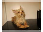 Yorkshire Terrier PUPPY FOR SALE ADN-775344 - Golden Boy