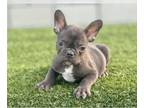 French Bulldog PUPPY FOR SALE ADN-775348 - CHOCOLATE COLOR