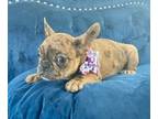 French Bulldog PUPPY FOR SALE ADN-775361 - MINNIE THE COCO MERLE BEAUTY