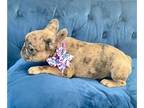 French Bulldog PUPPY FOR SALE ADN-775371 - MINNIE THE COCO MERLE BEAUTY